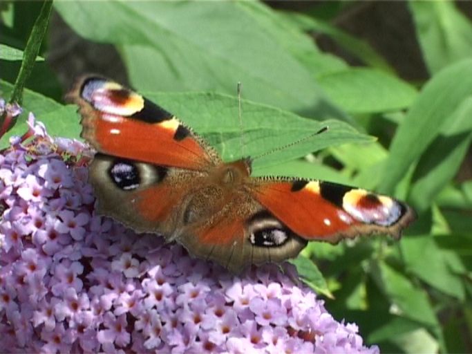 Tagpfauenauge ( Inachis io ), auf Sommerflieder : Moers, in unserem Garten, 01.08.2007